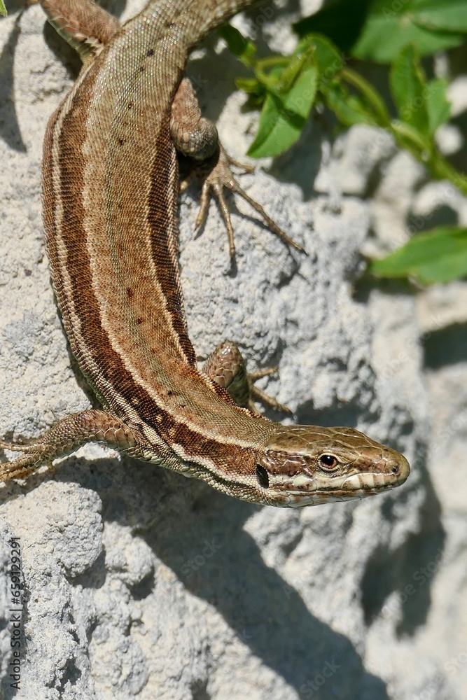 Naklejka premium Nahaufnahme einer Mauereidechse auf Steinen in der Sonne.