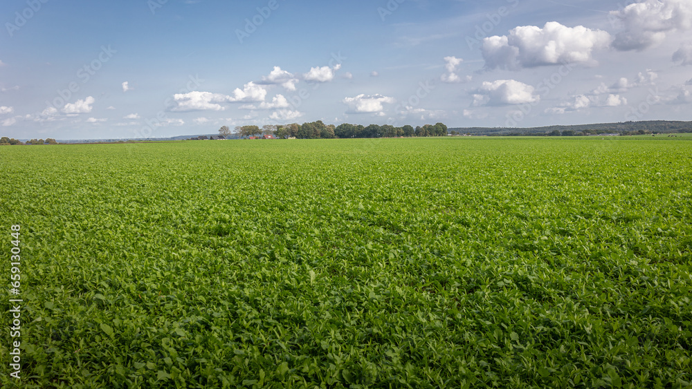 Hectares full of fresh radishes in the autumn on the farmland in the province of North Brabant, the Netherlands