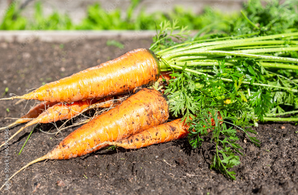 Harvested organic ripe carrots grown locally at the vegetable garden Harvested organic ripe carrots grown locally at the vegetable garden