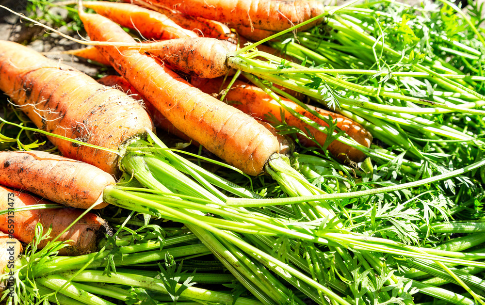 Harvested organic ripe carrots grown locally at the vegetable garden Harvested organic ripe carrots grown locally at the vegetable garden