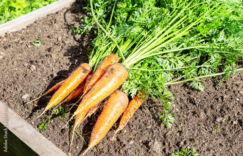Harvested organic ripe carrots grown locally at the vegetable garden