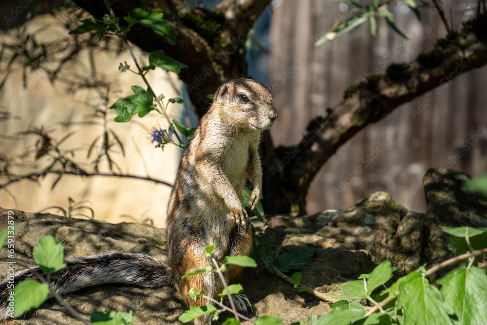 Inquisitive and alert, a squirrel in the zoo observes its surroundings with keen interest, embodying the natural curiosity and adaptability of these small but resourceful creatures. Inquisitive and alert, a squirrel in the zoo observes its surroundings with keen interest, embodying the natural curiosity and adaptability of these small but resourceful creatures.