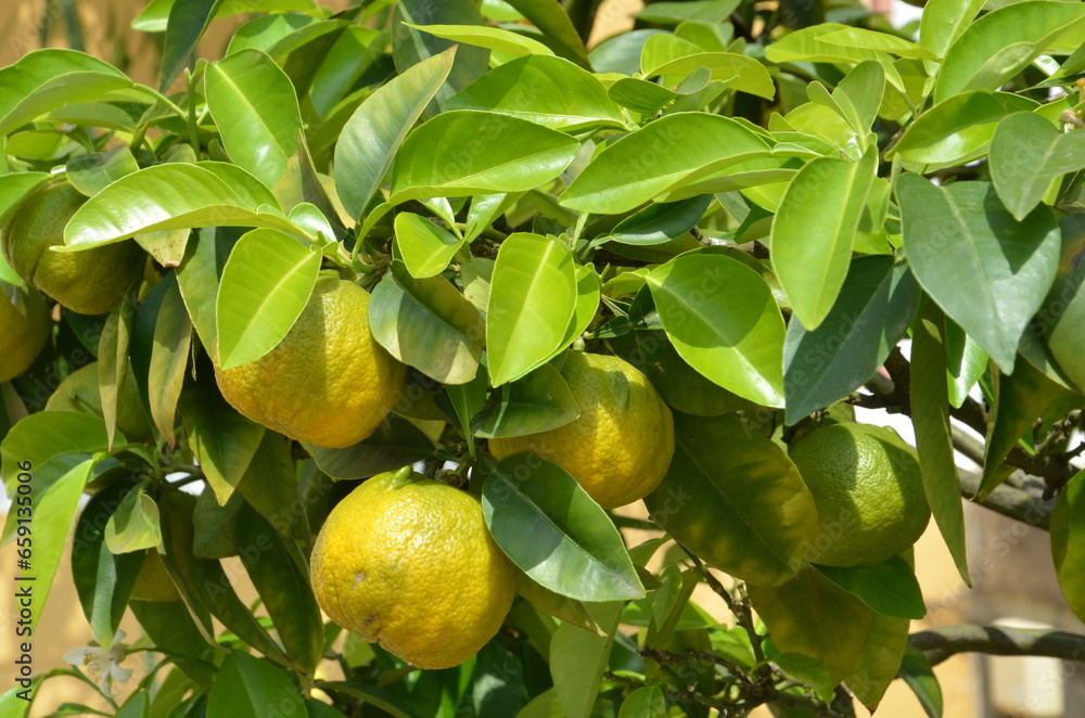 Lemons on the tree in sunny day