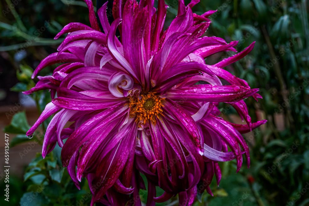 Large purple and white dahlia flower fulling open. Wild petals. Large purple and white dahlia flower fulling open. Wild petals.