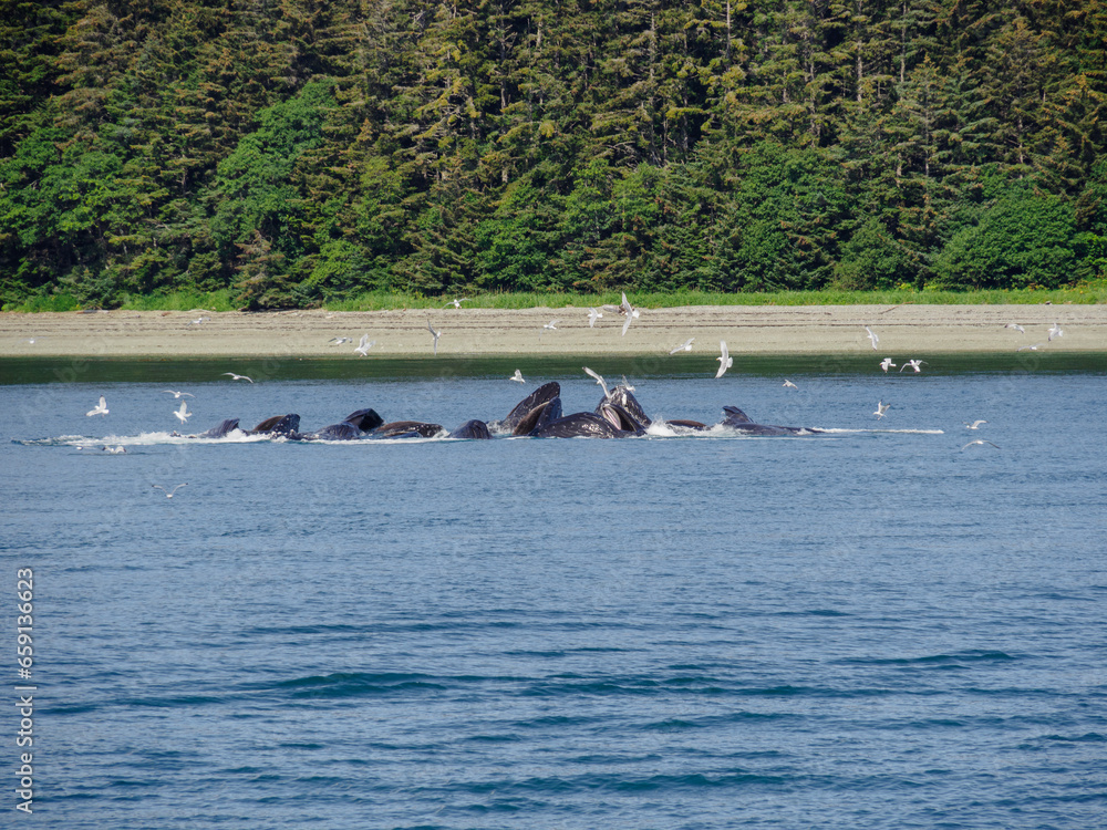 Fototapeta premium Humpback Whales Bubble Feeding Outside Juneau, Alaska