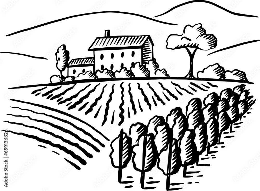 hand drawn illustration of vineyard