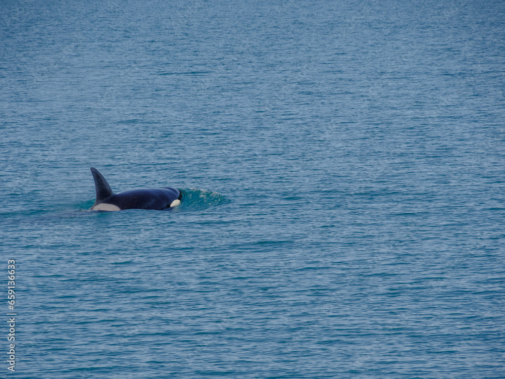 Fototapeta premium Pod of Orca Swimming outside Juneau, Alaska