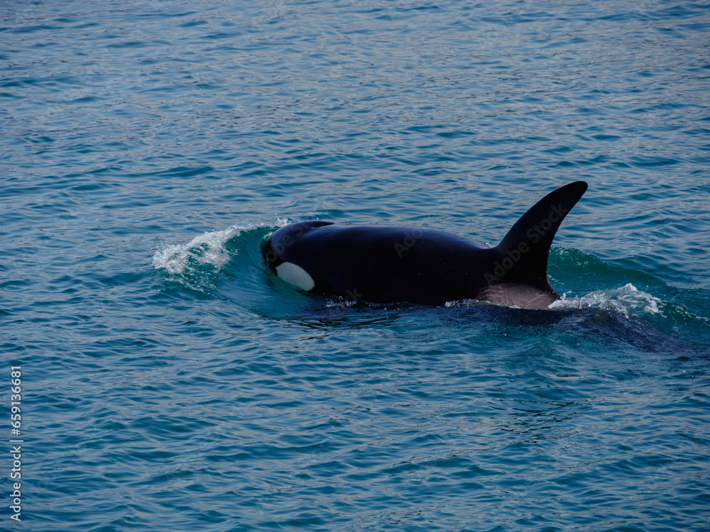 Fototapeta premium Pod of Orca Swimming outside Juneau, Alaska
