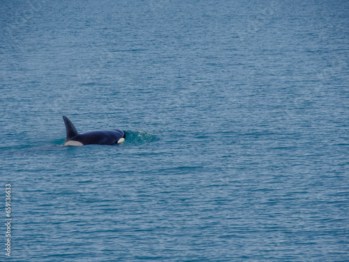 Pod of Orca Swimming outside Juneau  Alaska