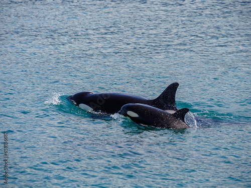 Pod of Orca Swimming outside Juneau, Alaska © Admiralnemo