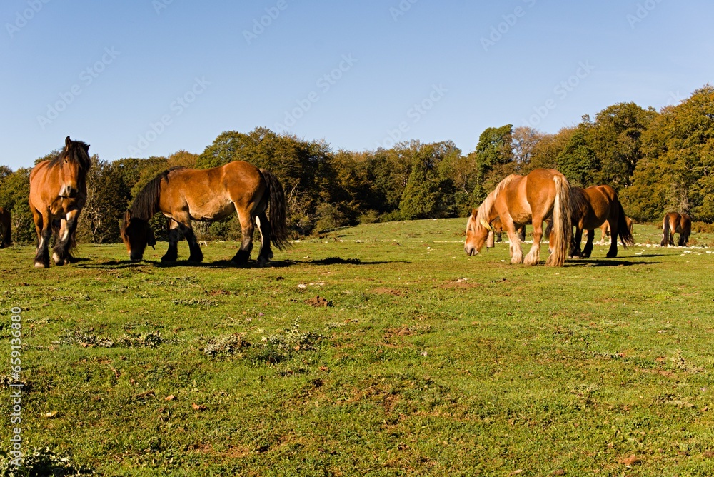 Fototapeta premium Five purebred Jaca Navarra horses grazing freely in a green meadow with a forest of trees behind. In Urbasa Spain Europe. Sunny morning