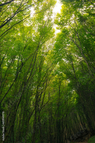 Lush green forest vertical view. Carbon neutrality concept background