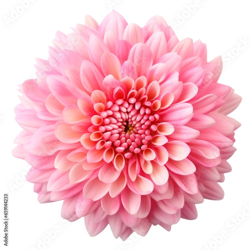 delicate pink chrysanthemum flower buds and leaves isolated