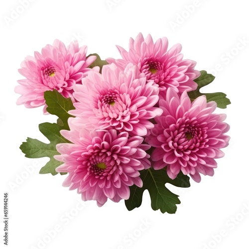 delicate pink chrysanthemum flower buds and leaves isolated