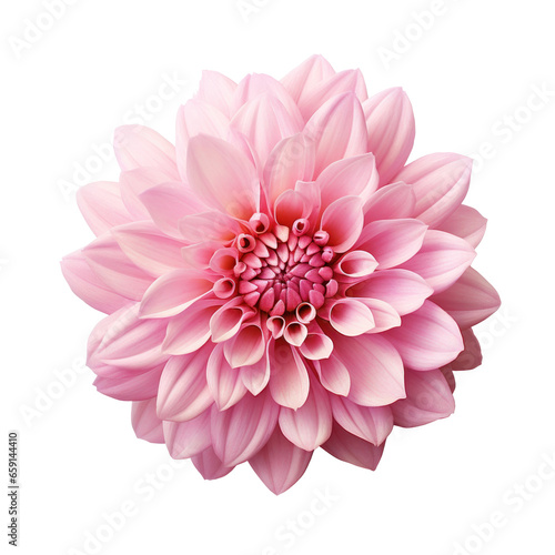 delicate pink chrysanthemum flower buds and leaves isolated