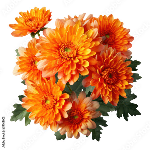 delicate orange chrysanthemum flowers  buds and leaves isolated over white background without shadow