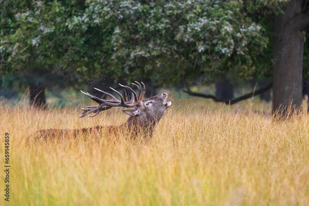 Richmond park, the red deer (Cervus elaphus) is bellowing during the rut in Richmond park, the red deer (Cervus elaphus) is bellowing during the rut in