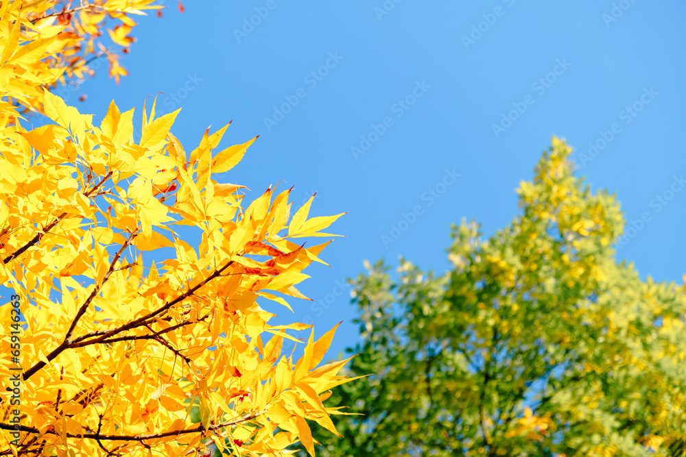 Ash tree branch with yellow leaves in autumn on blue sky background. Bright colors. Beauty in nature. October colors. Tree tops. Fall season. Warm sunny weather concept. Natural texture. Golden park