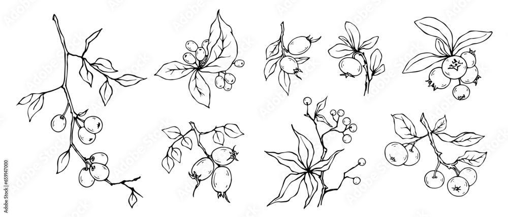 Set of sketches of wild forest berries.Vector graphics.