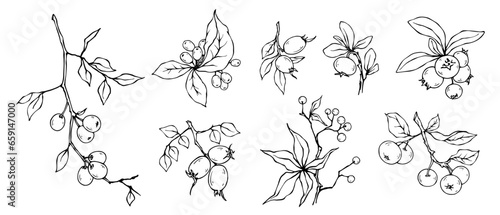 Fototapeta Naklejka Na Ścianę i Meble -  Set of sketches of wild forest berries.Vector graphics.