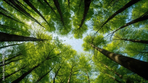 Looking up at the green tops of trees 