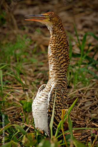 a juvenile Rufescent tiger heron sitting in the grass