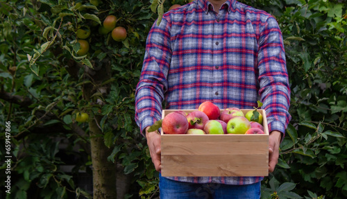 the farmer collects apples in the garden in a wooden box. © Anna