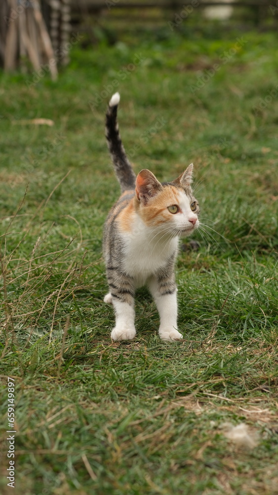 kitten on grass 