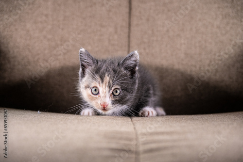 Grey beige and white kitten in a chair.