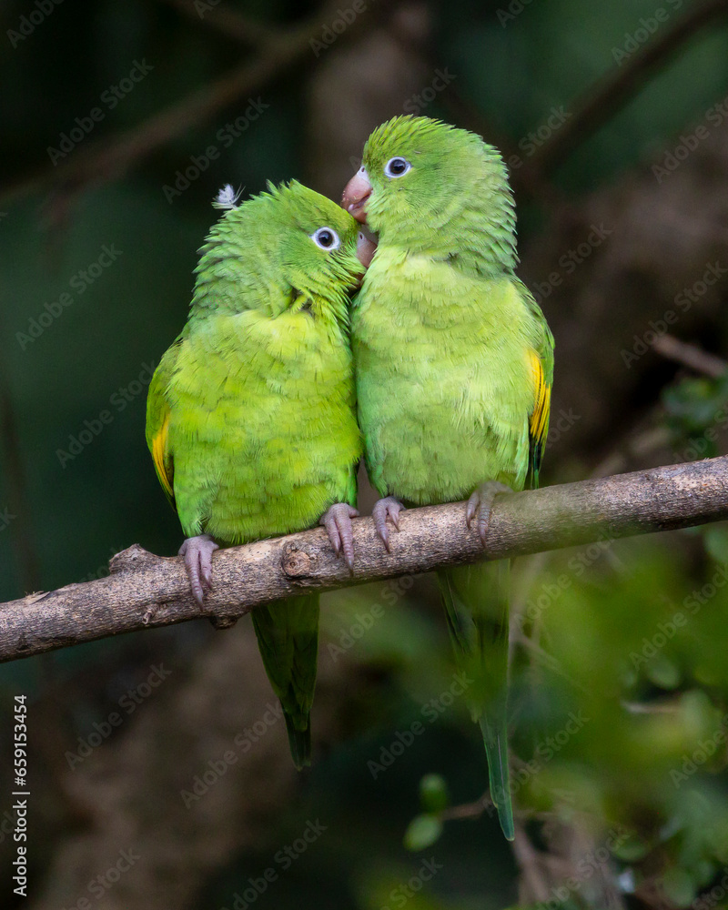 A couple of Plain Parakeet perched on branch. Species Brotogeris chiriri. It is a typical parakeet of the Brazilian forest. Birdwatching. birding. Parrot Valentine's Day. Affection.