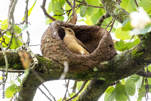 Nest of Rufous Hornero as know as joao-de-barro. The bird that builds its house from clay to procreate. Species Furnarius rufus. Birdwatcher. photo