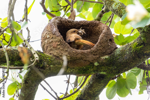 Nest of Rufous Hornero as know as joao-de-barro. The bird that builds its house from clay to procreate. Species Furnarius rufus. Birdwatcher. photo