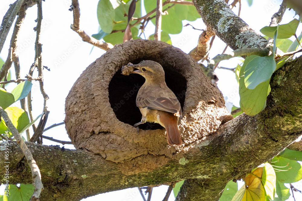 Nest of Rufous Hornero as know as joao-de-barro. The bird that builds its house from clay to procreate. Species Furnarius rufus. Birdwatcher. Nest of Rufous Hornero as know as joao-de-barro. The bird that builds its house from clay to procreate. Species Furnarius rufus. Birdwatcher.