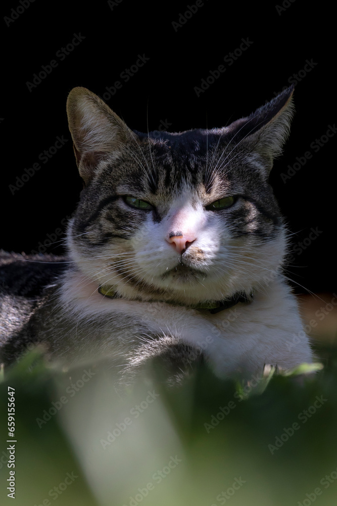 A male tabby cat lying on the grass in the house's garden. Sunbath. Animal world. Pet lover. Cat lover. American Wirehair.