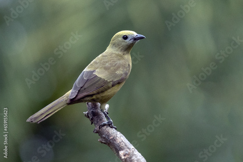 Green bird. A Palm Tanager also know as sanhaço or Coconut Tanager perched on the branch. Species Thraupis palmarum. Birdwatching. Birding. © Fernando Calmon