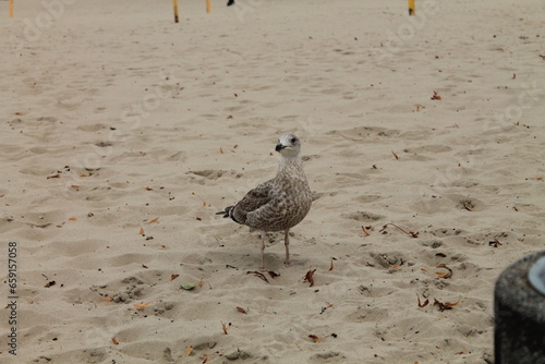 Wallpaper Mural seagull on the beach Torontodigital.ca