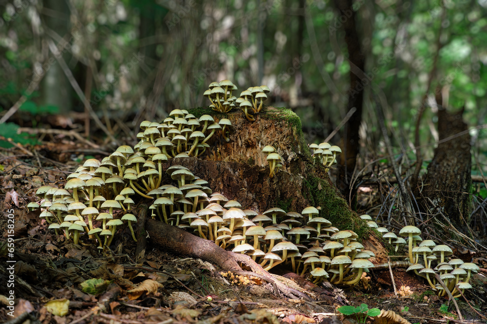 Fototapeta premium Poisonous mushrooms Hypholoma fasciculare, commonly known as the sulfur tuft or clustered woodlover close-up