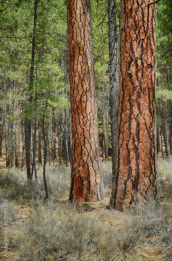 Ponderosa pine forest along the Metolius River Ponderosa pine forest along the Metolius River