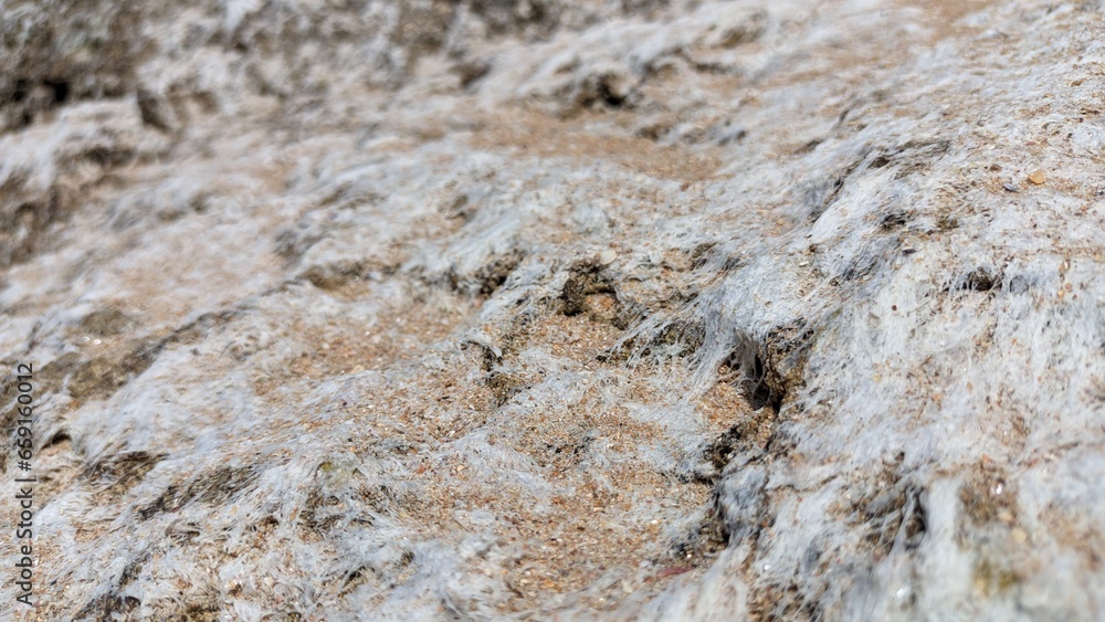 White thin and dry algae, similar to white hair, dry on rocks and sand after the low tide of the ocean White thin and dry algae, similar to white hair, dry on rocks and sand after the low tide of the ocean