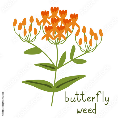 Butterfly weed vector