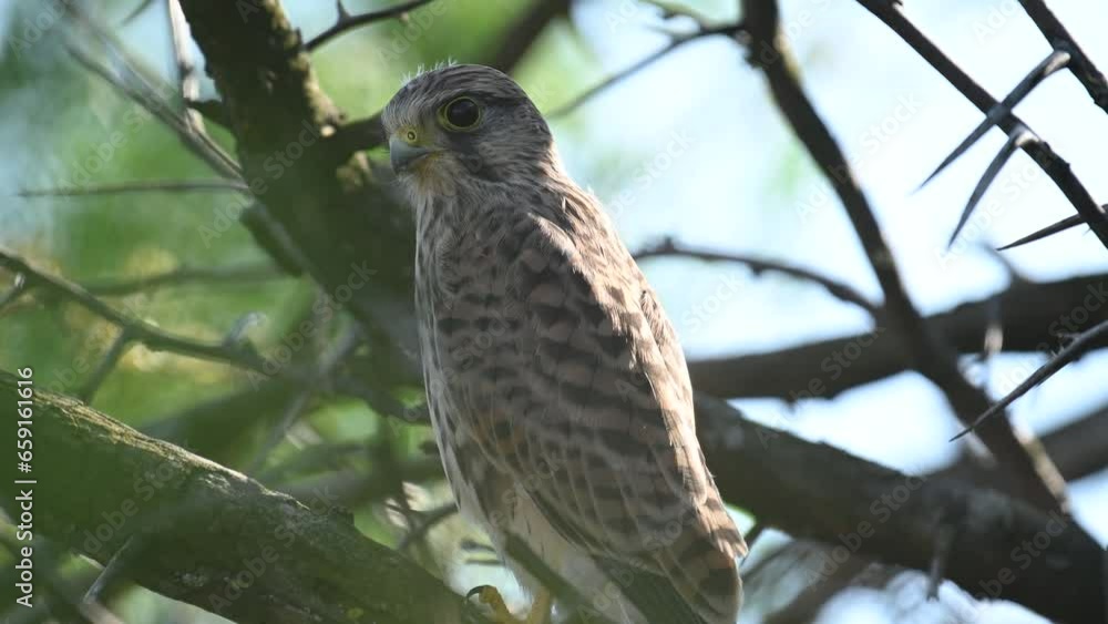 Common Kestrel, Falco tinnunculus, little bird of prey. The bird rests sitting on a tree branch. Slow motion. Common Kestrel, Falco tinnunculus, little bird of prey. The bird rests sitting on a tree branch. Slow motion.