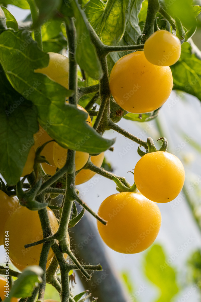 Yellow tomatoes growing in greenhouse