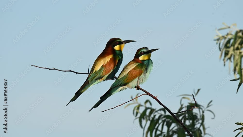 European bee eater Merops apiaster. The two birds sits on a branch. Close up. European bee eater Merops apiaster. The two birds sits on a branch. Close up.