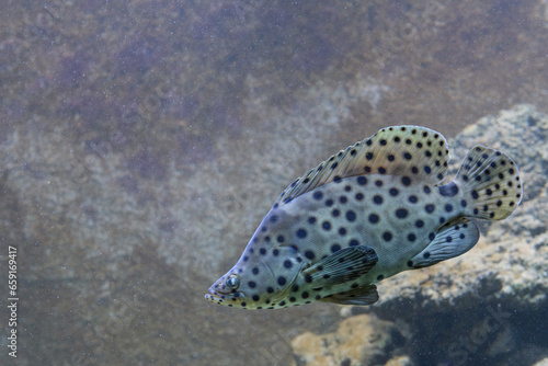 Cromileptes altivelis or Panther Grouper. - Humpback grouper photo