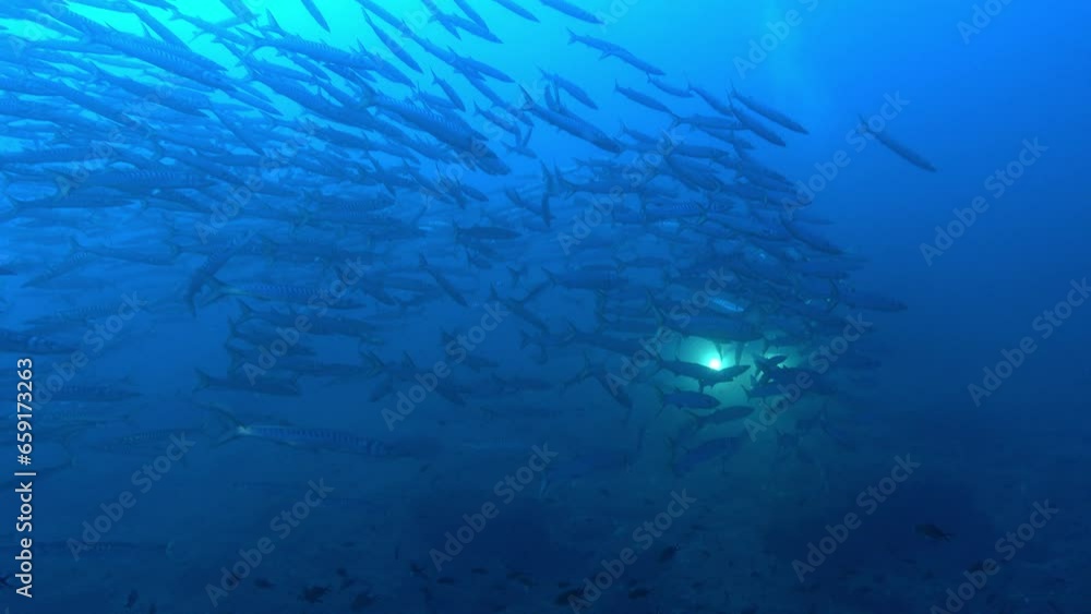 Big school of barracuda fish - Scuba diving in Majorca Big school of barracuda fish - Scuba diving in Majorca