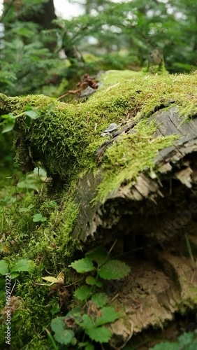 moss in the forest