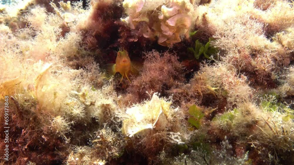 Little marine life - Yellow blenny fish in a Mediterranean fish Little marine life - Yellow blenny fish in a Mediterranean fish