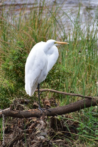 Great Egret
