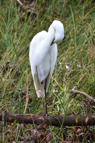 Great Egret