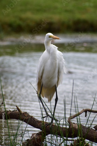 Great Egret